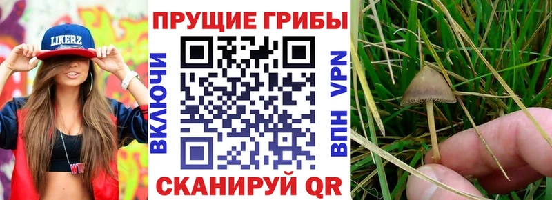 Галлюциногенные грибы Psilocybine cubensis  Балей 